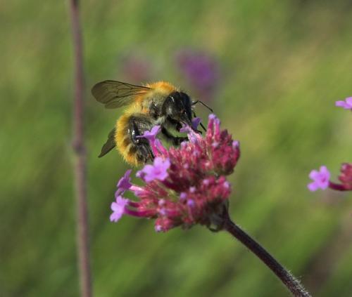 Bombus pascuorum